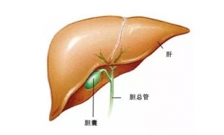 膽囊摘除后還能不能吃肉了？